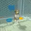 Animal Shelter Pet World Life
